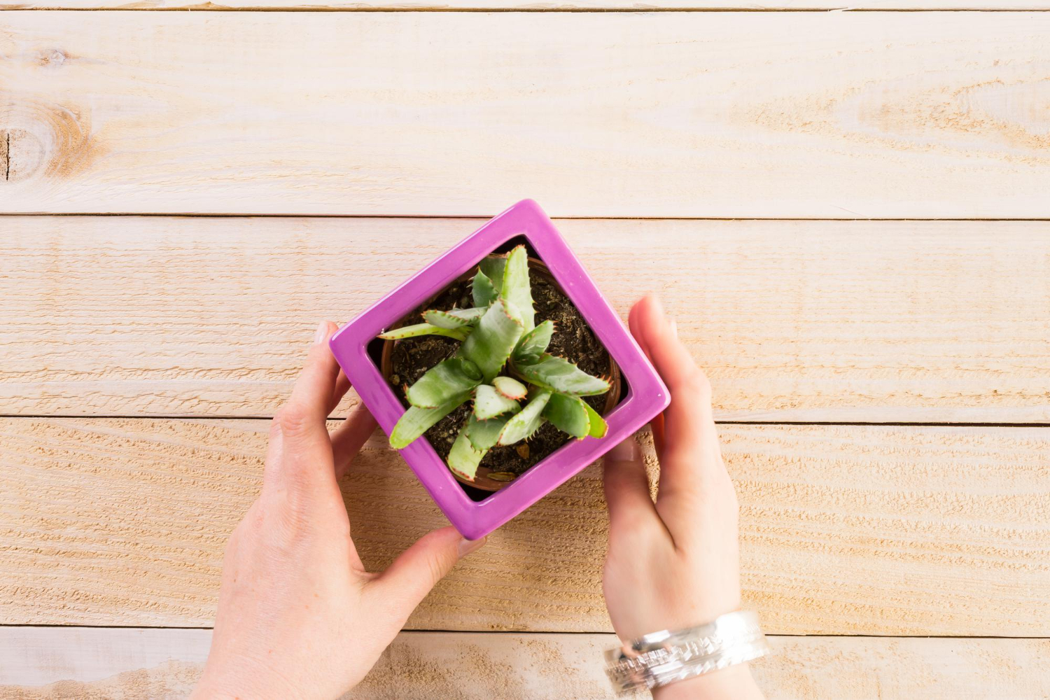 Presente para Quem Gosta de Plantas